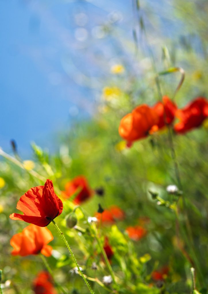 Amapolas Poppies