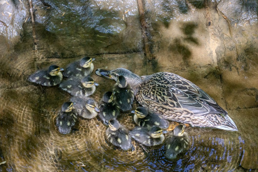patos-gales Ducks