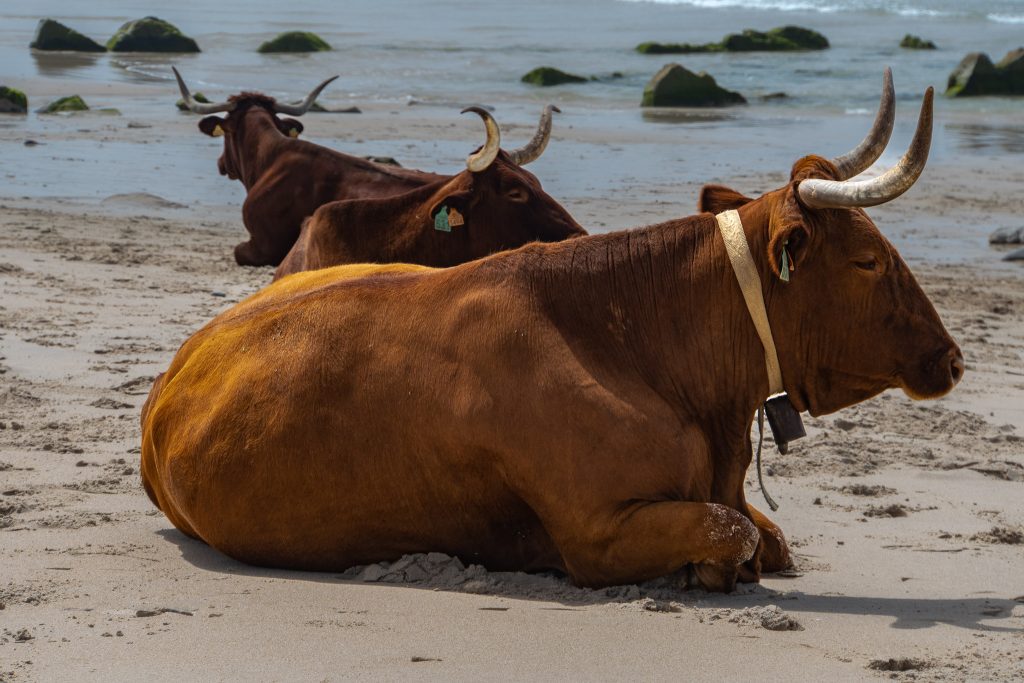 vacas-Playa-Militares Retinto cattle