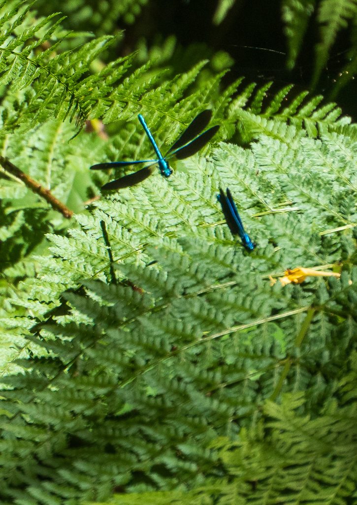 Dragonflies