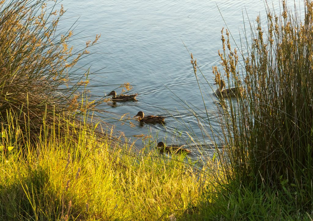 Ducks
