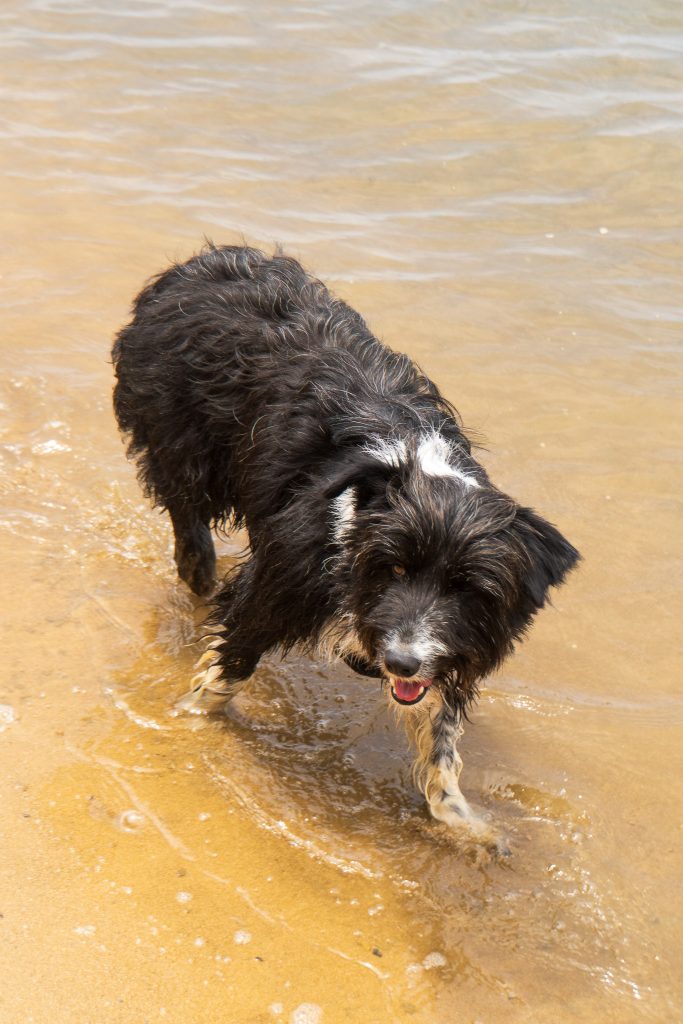 dog #2